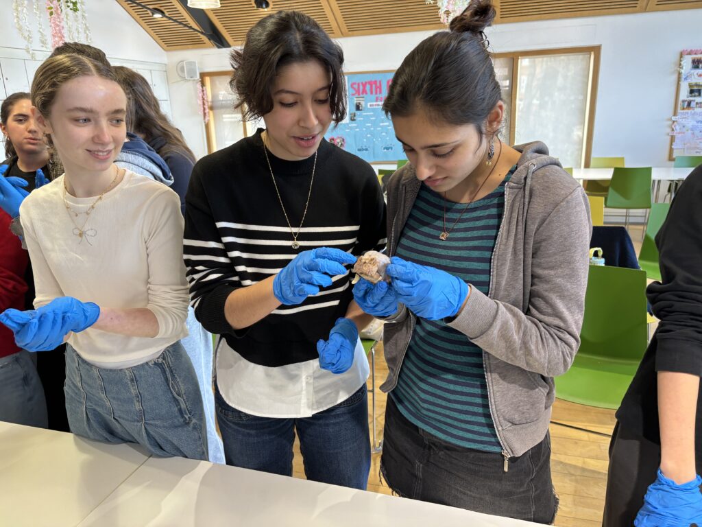 Three students wearing blue gloves examine a brown object at a table in a classroom setting far left to right center.