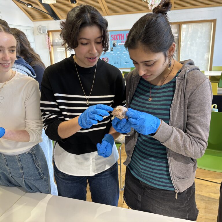 Three students wearing blue gloves examine a brown object at a table in a classroom setting far left to right center.